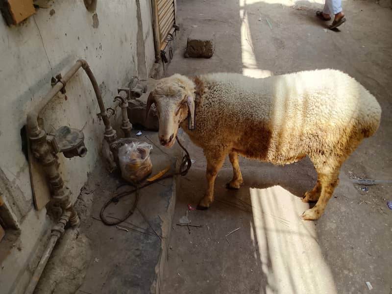 Active Goat 2