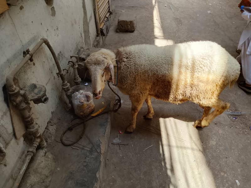 Active Goat 3