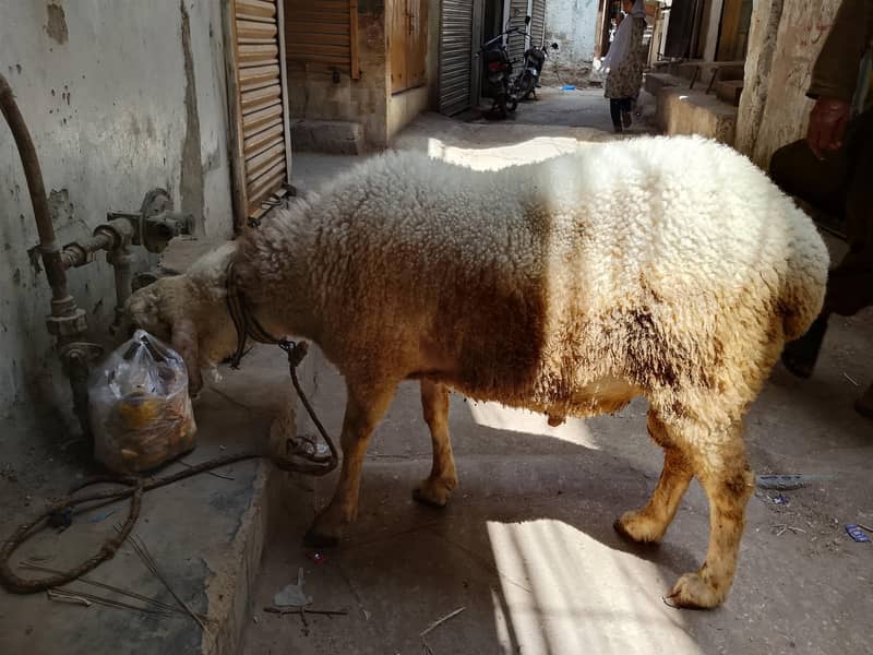 Active Goat 4