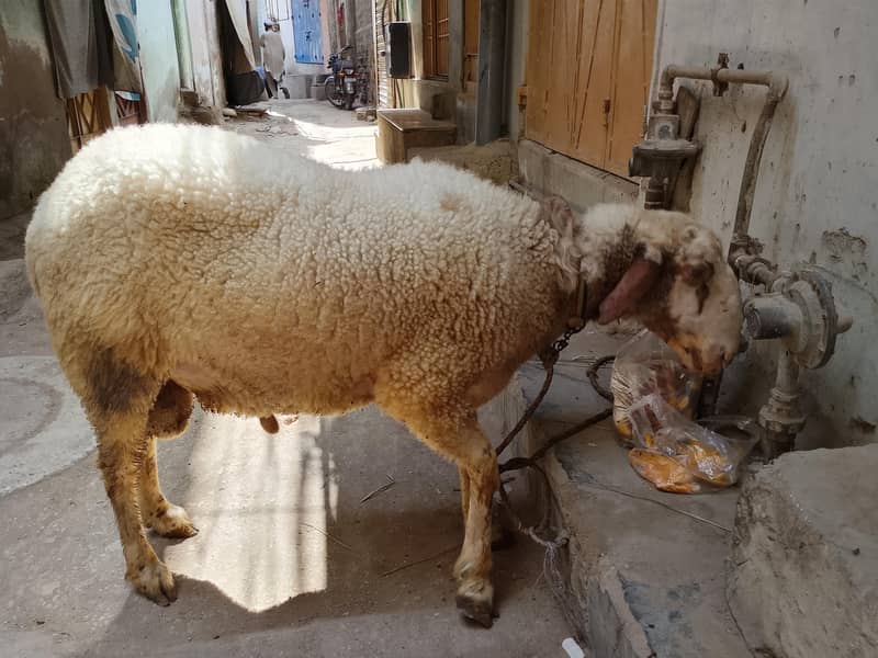 Active Goat 5