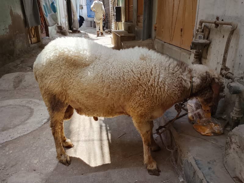 Active Goat 6