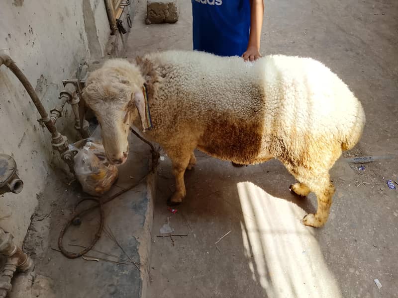Active Goat 7