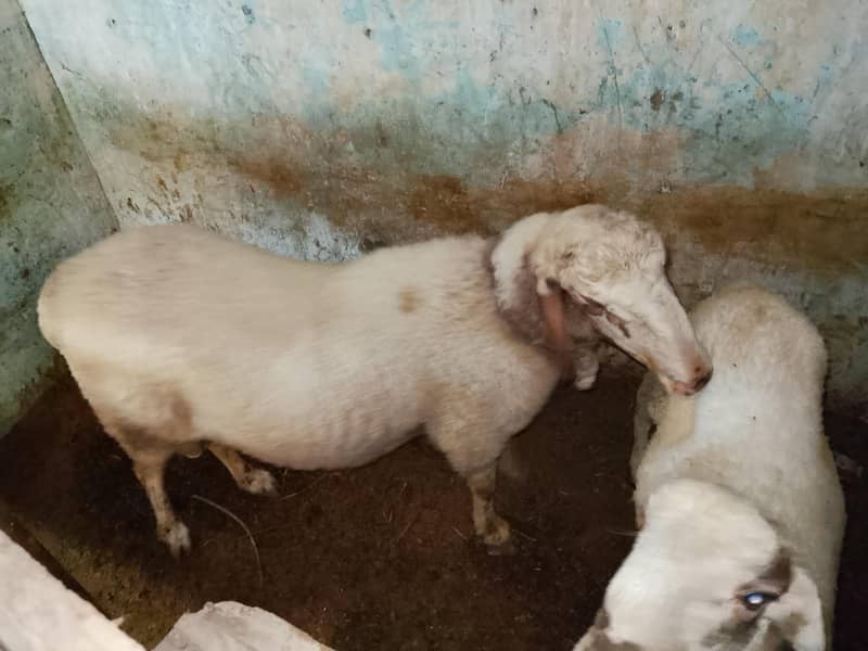 Active Goat 8