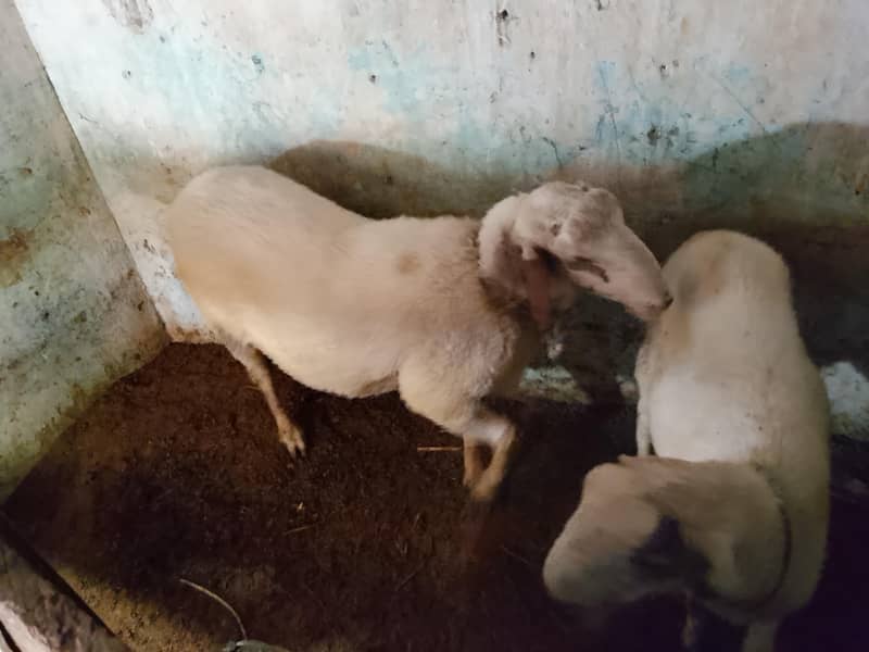 Active Goat 9