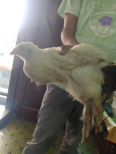 Fancy chicks