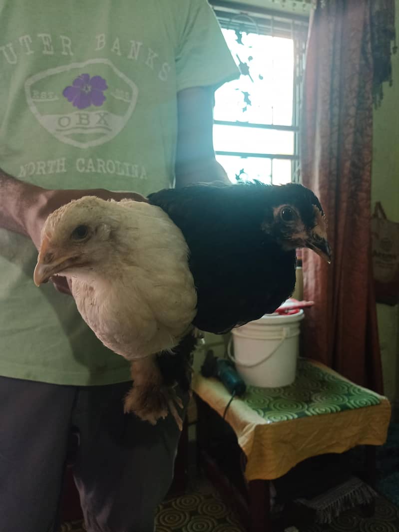 Fancy chicks 1