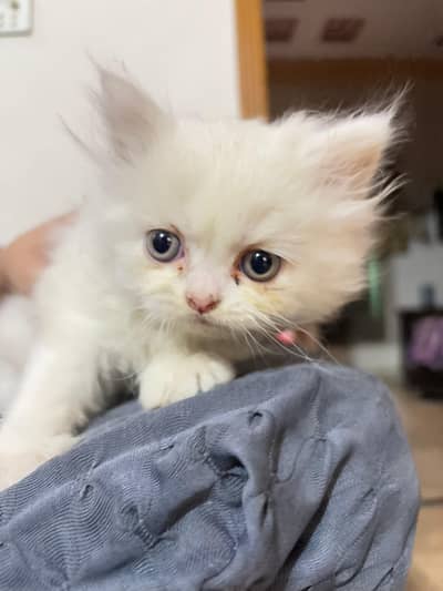 White Persian kittens