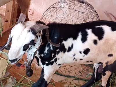 do dant khassi and andu bakra