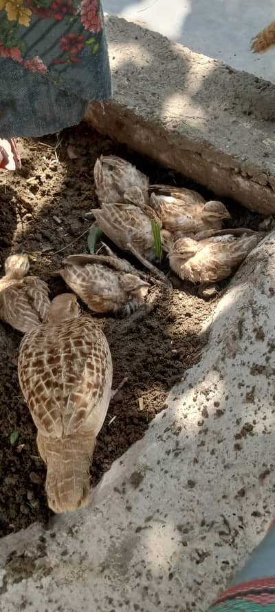 Irani teetar chicks for sale