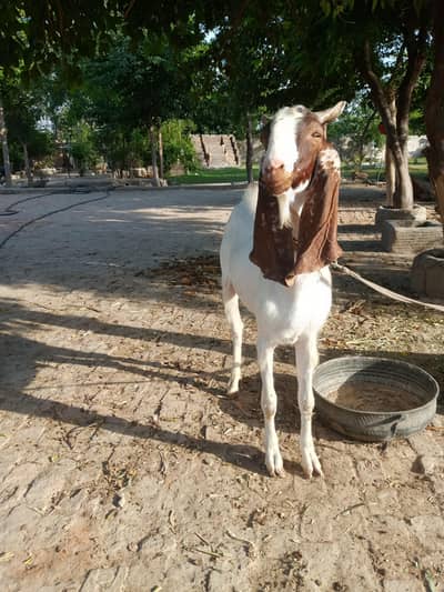 Ghar ka pla hoa hai do dant ma hai healthy and active