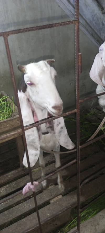 goat milk