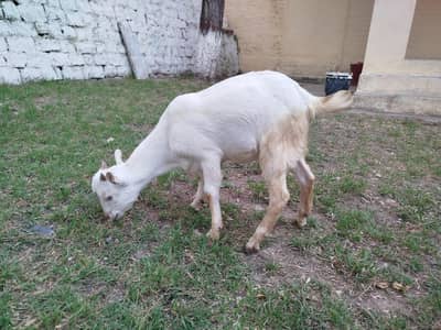 Barbari teddi bakra