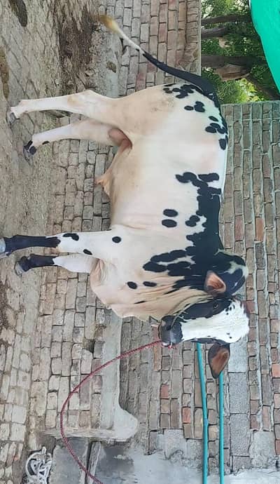 for sale