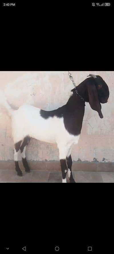bakra jori 2 daant