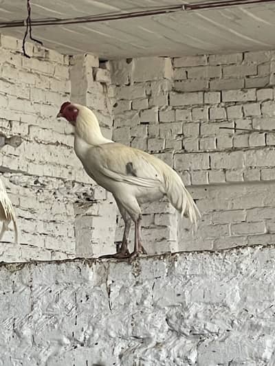 For sale heera patha