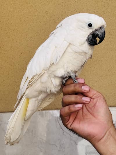 Umbrella cockatoo