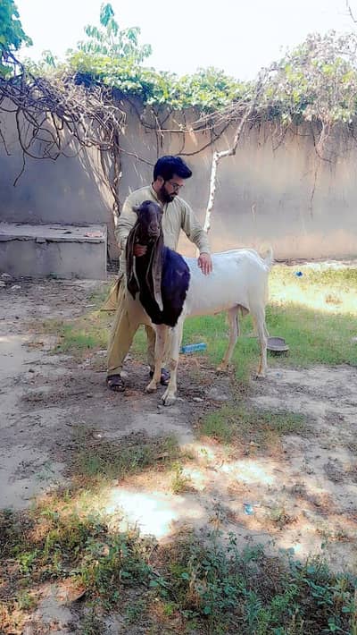 Qurbani Ke Liye Jis bhai ko chahie Raabta Karen 0301 0458283