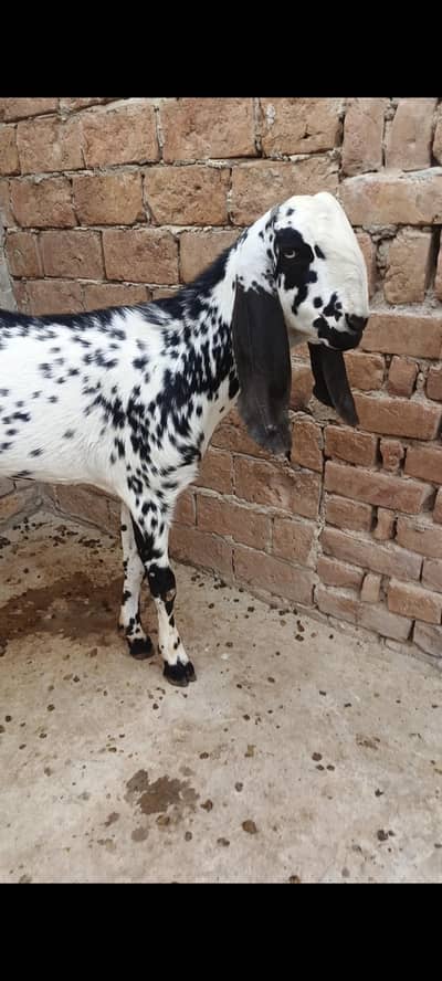 Bakra for sale qurbani 2026