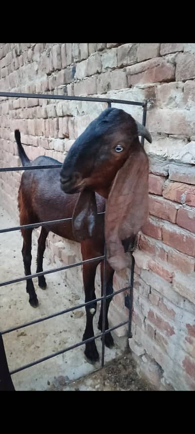 Bakra for sale qurbani 2026
