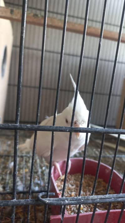 selling cocktail birds
