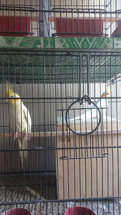 selling cocktail birds