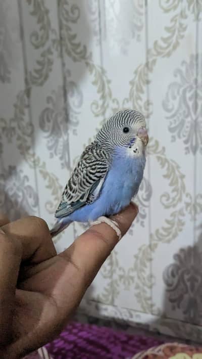 budgie for sale 2 black eye and 1 Red eyes