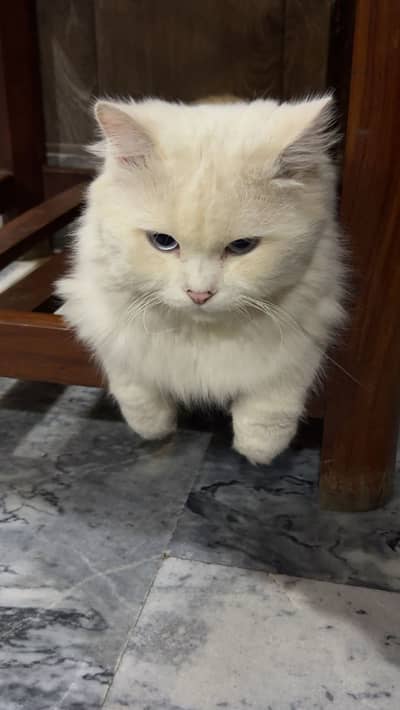 Male cat perisn white clr