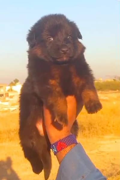 long coat German Shepherd male 2 month for sale