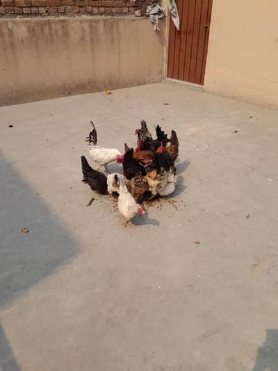 murgiya sari vaccination hai
