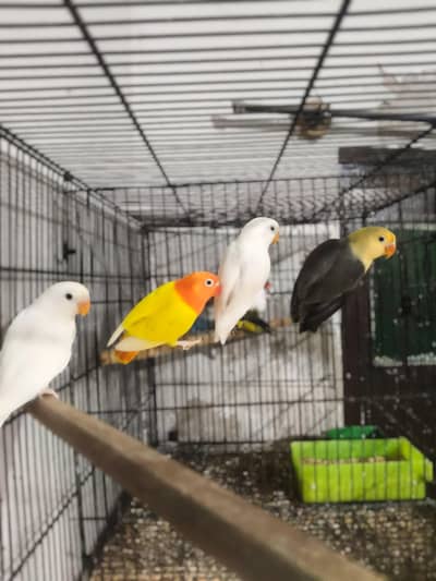 lovebirds for sale different colors different mutations.