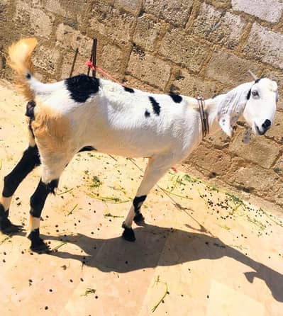 punjab beetal cross