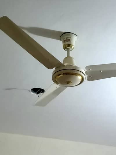 Original indus fan