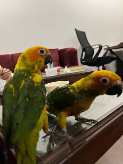 Sun conure Chicks