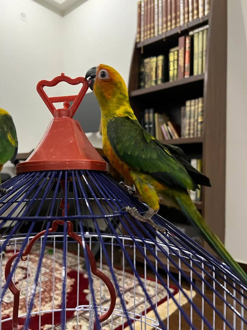 Sun conure Chicks 1