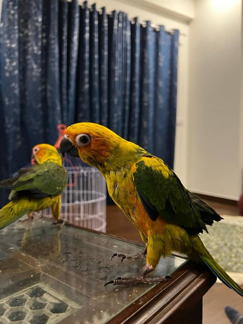 Sun conure Chicks 2