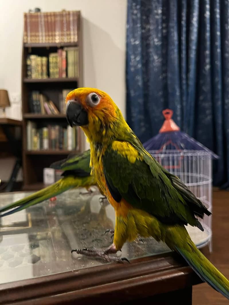Sun conure Chicks 3