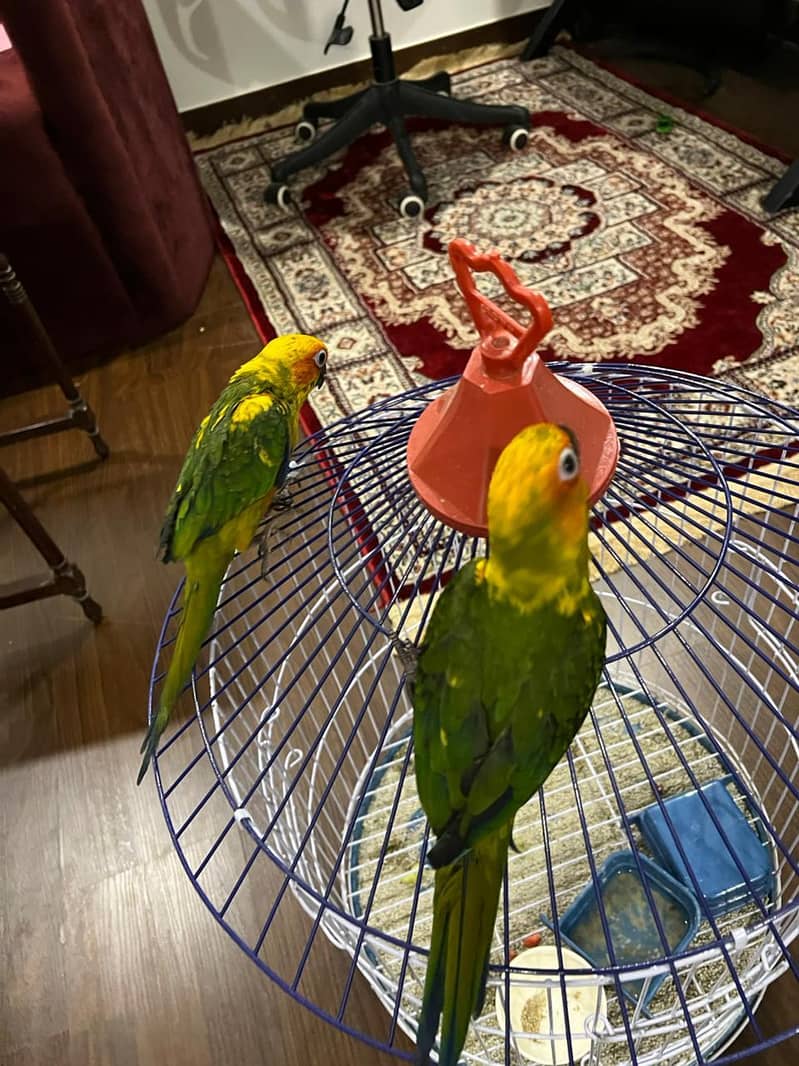 Sun conure Chicks 4