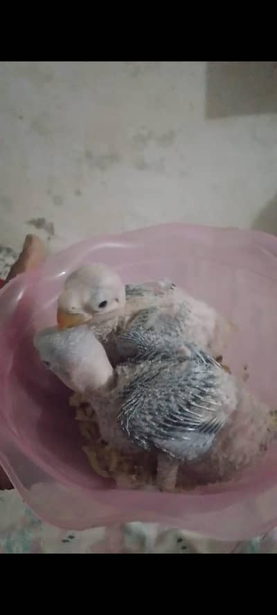 Alexander kashmiri Raw jumbo size chick 03091489914