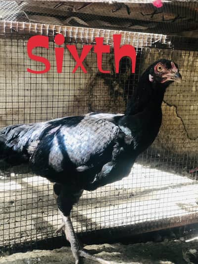 Roasters and Hens(aseel murghey our murghian)