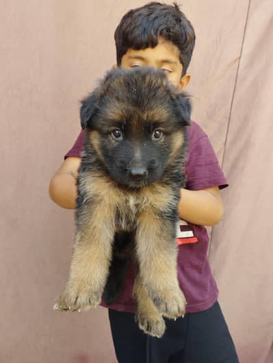 German shepherd Female puppies/ long Coat puppy / gsd dog