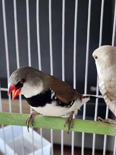 Diamond Firetail & Gouldian
