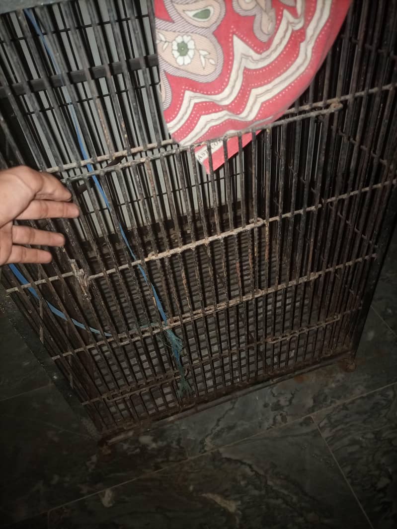 hen cage 1