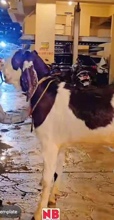khobsorat bakra. 3 hy mere pass 45sy. 85tak ka he jisko chai