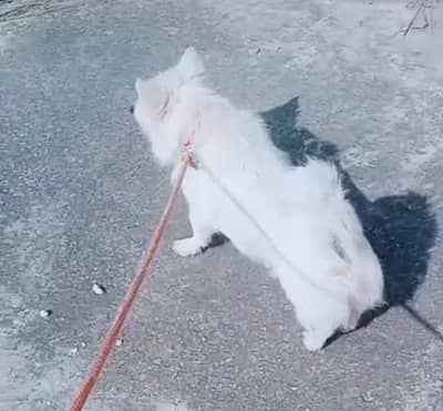 russain male for sale
