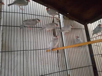 finches