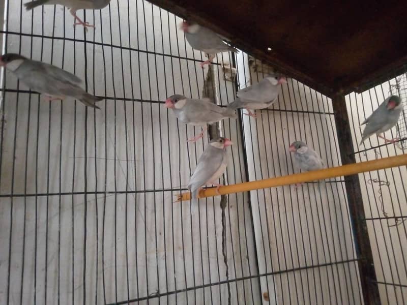 finches 1