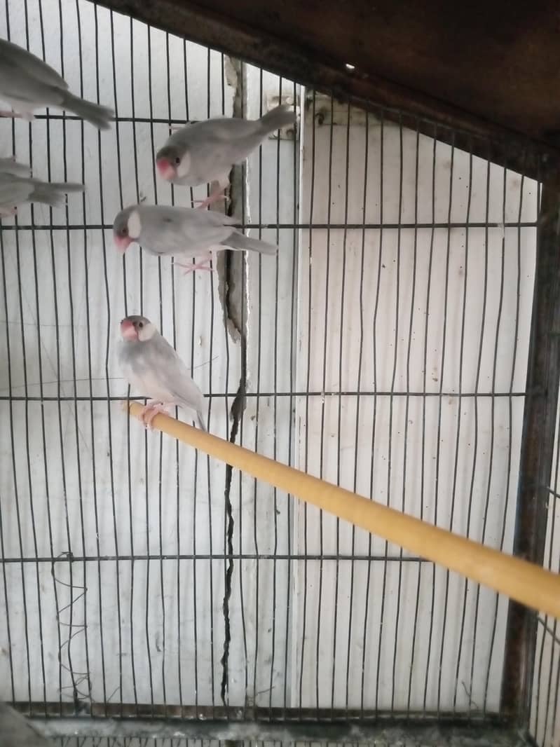 finches 2