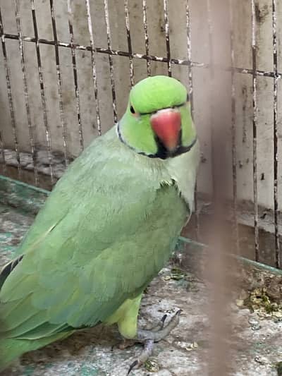 Green ring neck. pair ha bolta ha apni. marzi sa