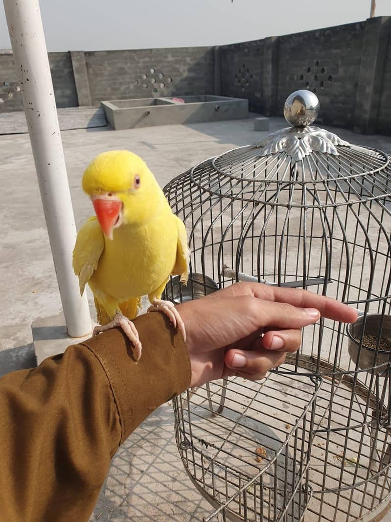 yellow ring neck 0