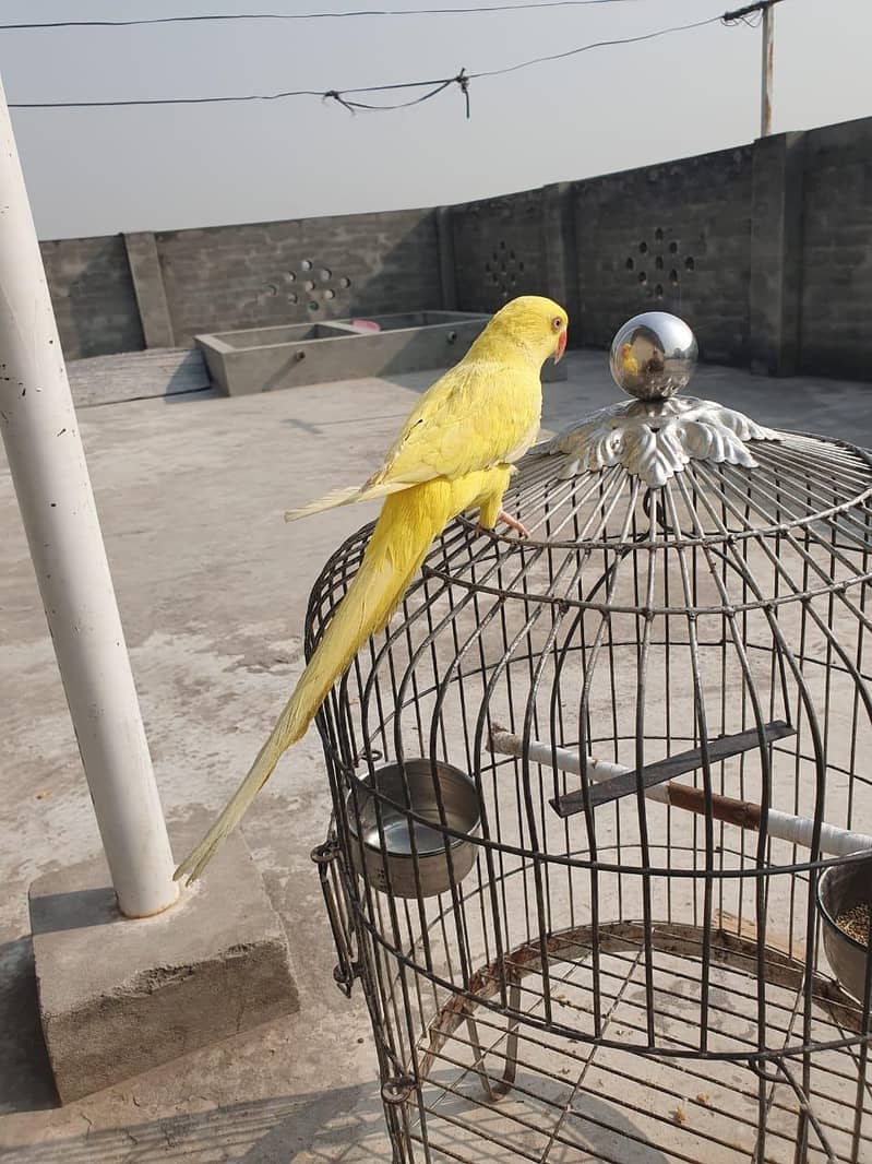 yellow ring neck 1